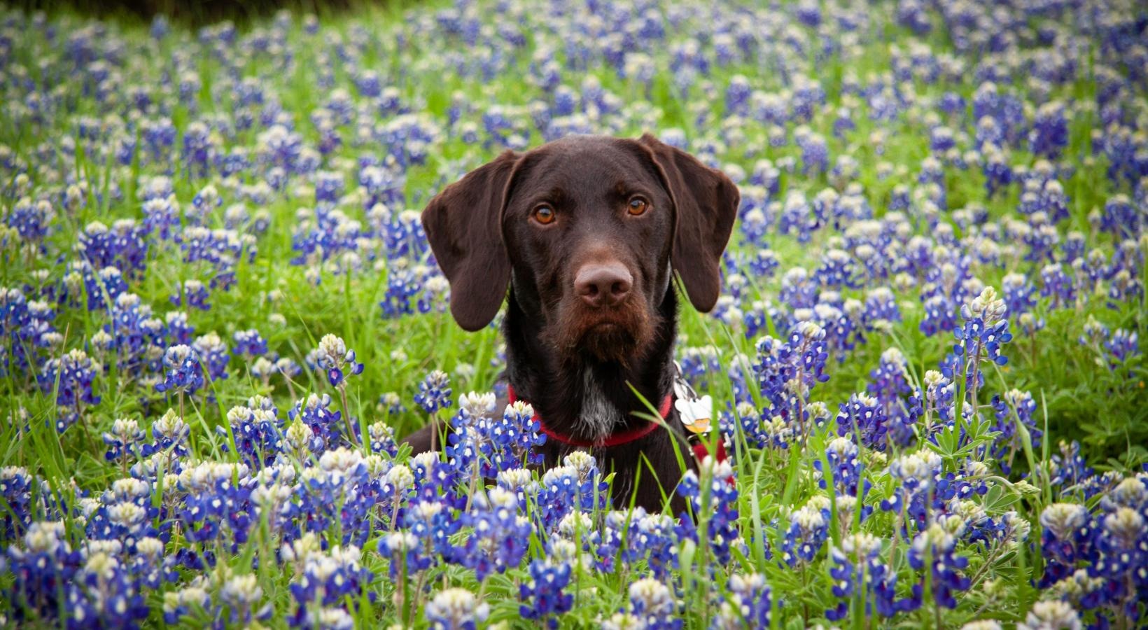 Soho Parkway is a pet-friendly community! a dog in a field of flowers