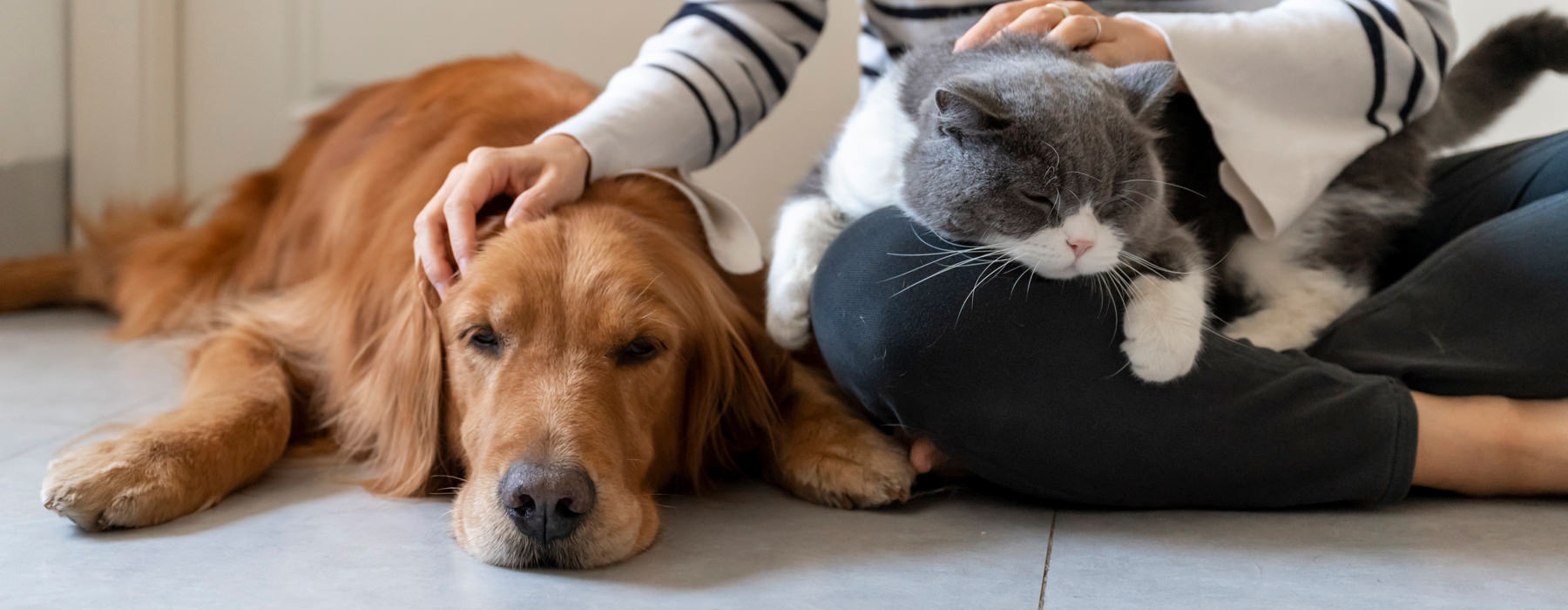 woman pets a dog and cat